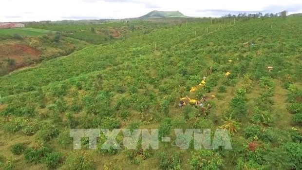 Vietnam por replantar 107 mil hectareas de cafe hinh anh 2