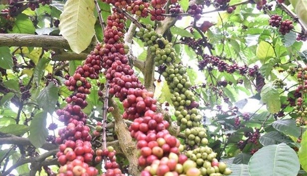 Vietnam por replantar 107 mil hectareas de cafe hinh anh 1