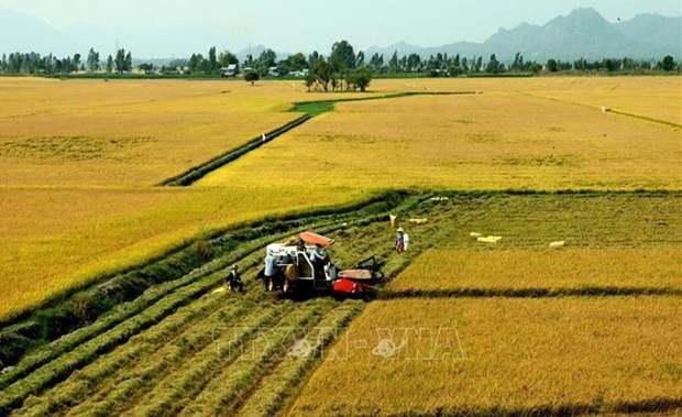 Provincia vietnamita de Ninh Thuan promueve desarrollo agricola y rural sostenible hinh anh 2