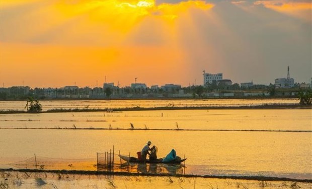 Despierta la motivacion del desarrollo economico en Delta del Mekong hinh anh 1