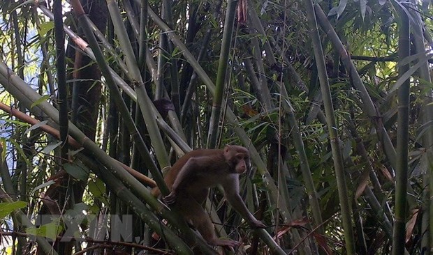 Descubren primates raros en Reserva Natural de Pu Hu hinh anh 1