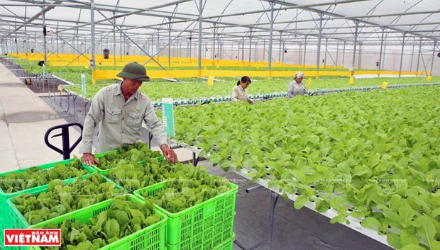 Vietnam por ampliar la produccion agricola organica hinh anh 1