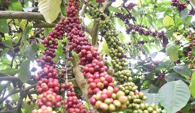 Vietnam por fortalecer proyecto de replantacion de cafe hinh anh 1