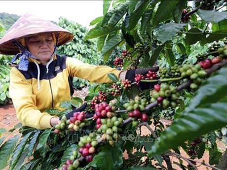 Vietnam por fortalecer proyecto de replantacion de cafe hinh anh 2