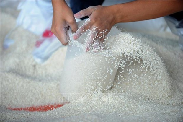 Gran oportunidad para el futuro de exportacion de arroz vietnamita hinh anh 2