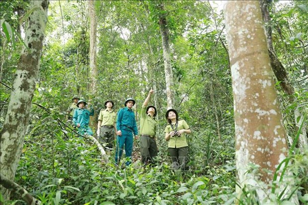 Vietnam aprueba Programa de Desarrollo Forestal Sostenible para periodo 2021-2025 hinh anh 1