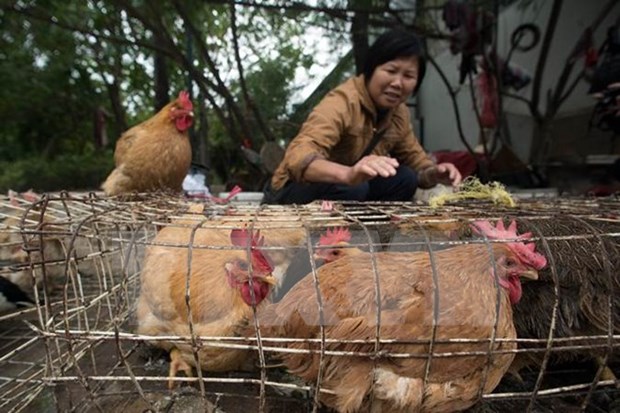 Sudcorea vuelve a importar pollos de Tailandia hinh anh 1