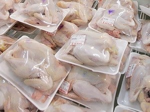Vietnam exportara pechugas de pollo por primera vez al extranjero hinh anh 1