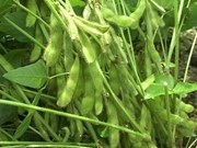 Tailandia elimina impuestos sobre importaciones de soja hinh anh 1
