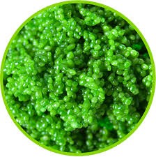 Provincia vietnamita desarrolla el cultivo de caviar verde hinh anh 1