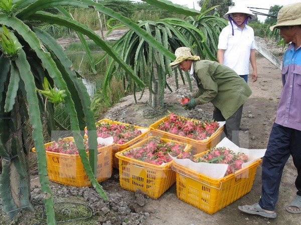 Exportaciones vietnamitas de vegetales y frutas superan dos mil millones de dolares hinh anh 1
