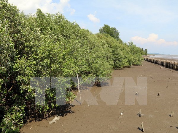 Proyecto financiado por Japon aumenta superficie de manglares en Vietnam hinh anh 1