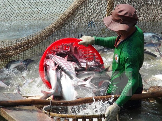 En alza exportacion vietnamita de pescado Tra hinh anh 1