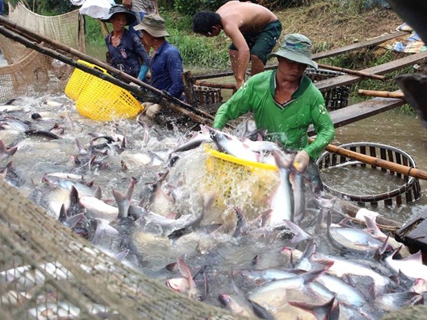 Vietnam aspira a siete mil 100 millones de USD por exportaciones acuicolas en 2017 hinh anh 1