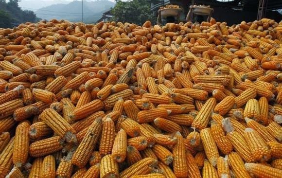 Indonesia planea suspender importacion de maiz en 2017 hinh anh 1