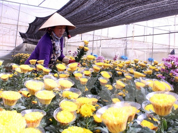Proponen establecer centros de comercio de flores en ciudades vietnamitas hinh anh 1