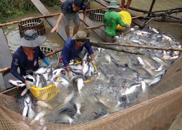 VASEP rechaza informaciones erroneas de prensa extranjera sobre pescado Tra hinh anh 1