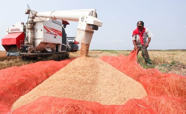 Laos fija meta de exportar 400 mil toneladas de arroz en 2017 hinh anh 1