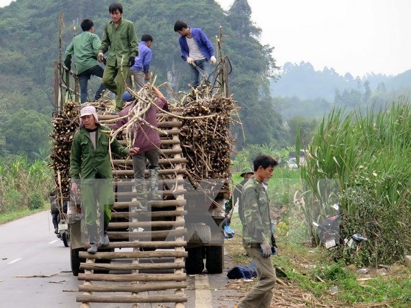 Vietnam ratifica compromiso con reduccion sostenible de pobreza hinh anh 1