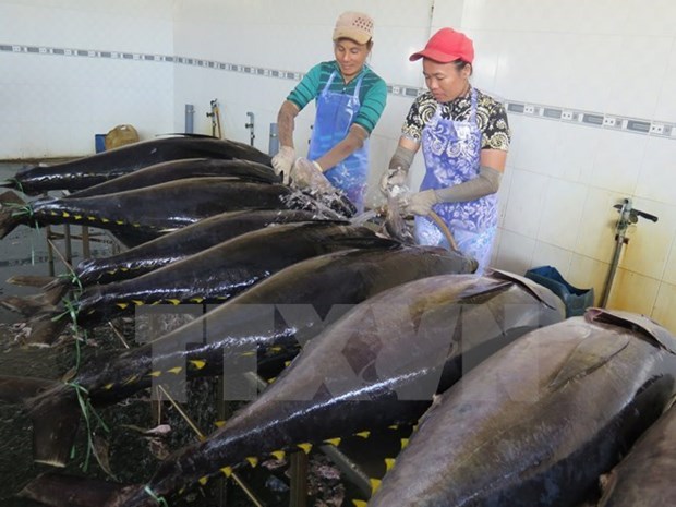 Exportacion de atun vietnamita aumentara en ocho por ciento en 2017 hinh anh 1
