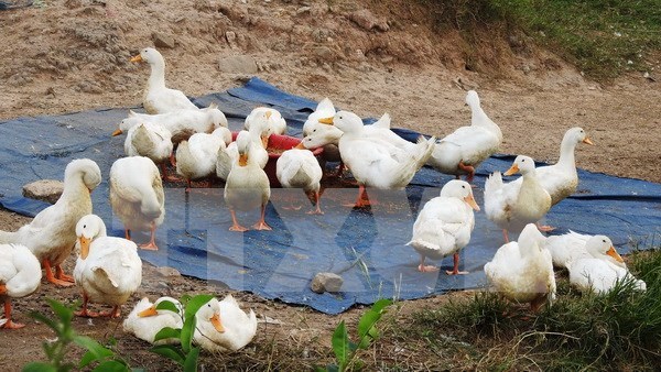 Refuerzan medidas contra gripe aviar en provincia vietnamita hinh anh 1