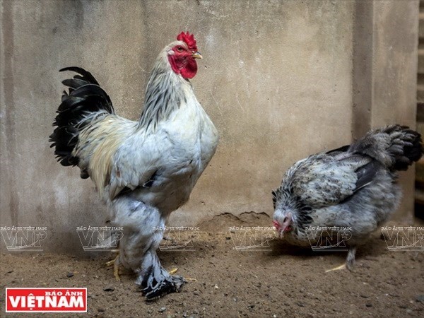 Cria de pollos Brahma en Saigon hinh anh 1