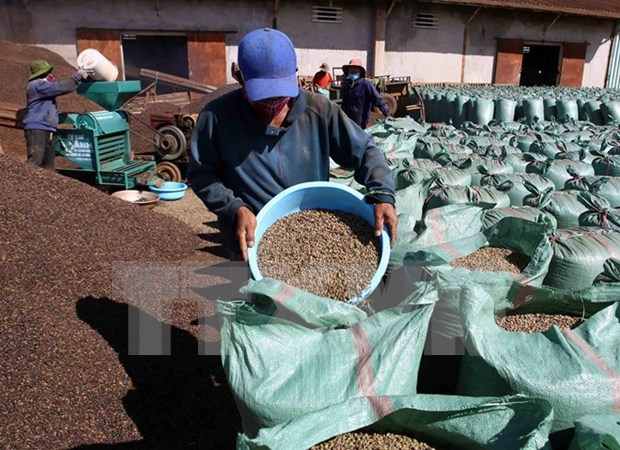 Brasil importara cafe robusta de Vietnam hinh anh 1