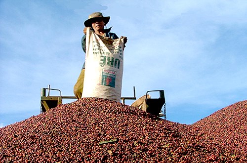 Registran leve aumento de exportaciones agroforestales de Vietnam hinh anh 1