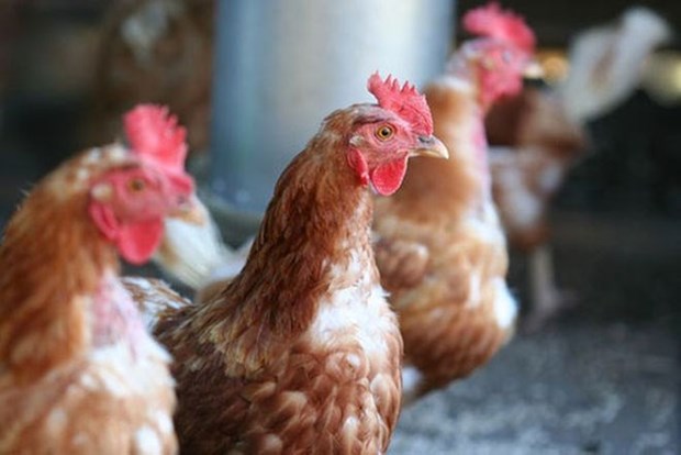 Vietnam aumenta nivel de alerta por gripe aviar hinh anh 1