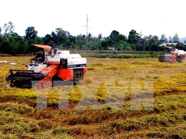 Inicia en Vietnam programa de produccion de arroz con apoyo de Canada hinh anh 1