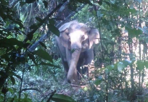 Provincia de Vietnam construira zona de proteccion de elefantes hinh anh 1