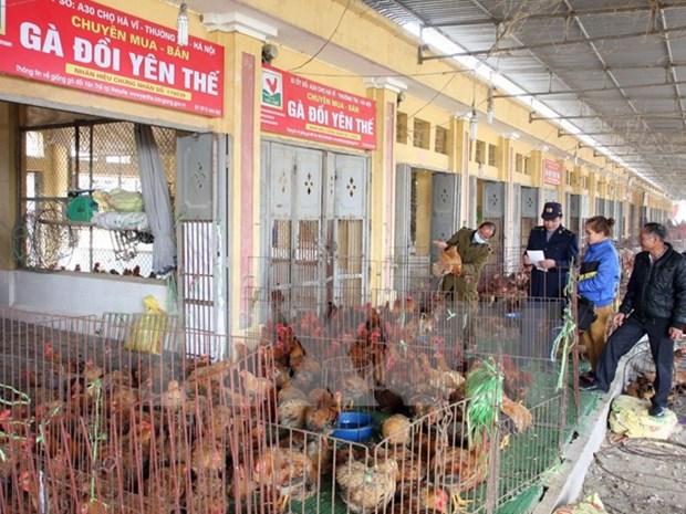 Hanoi realiza simulacro de prevencion contra gripe aviar hinh anh 1