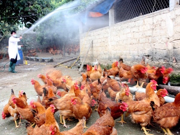 Registran nuevo brote de gripe aviar A/H5N6 en provincia vietnamita hinh anh 1