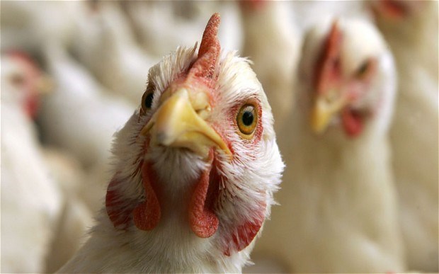 Vietnam se prepara ante alto riesgo de penetracion de gripe aviar hinh anh 1