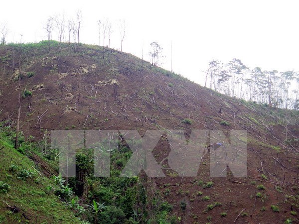 Inician procedimiento legal ante decenas de casos de deforestacion en Vietnam hinh anh 1