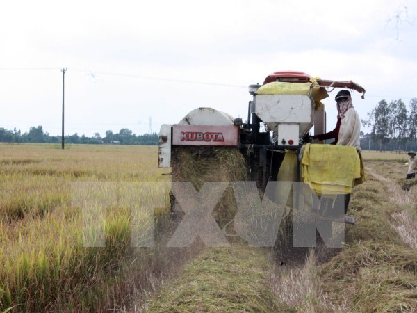 Exportaciones de arroz de Vietnam disminuyen en primer trimestre de 2017 hinh anh 1