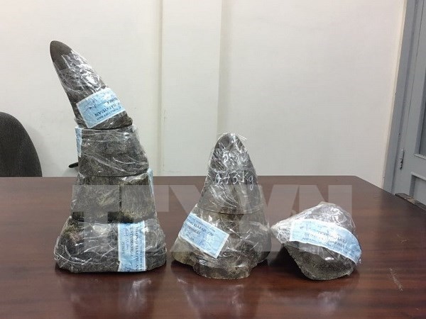 Incautan cinco kilos de cuerno de rinoceronte en el aeropuerto Tan Son Nhat hinh anh 1