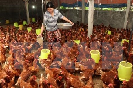 Prohibicion saudita sobre importacion de aves de corral no causara afectaciones a Vietnam hinh anh 1