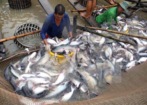 Vietnam ingresa mas de dos mil millones de USD por venta de productos acuaticos hinh anh 1