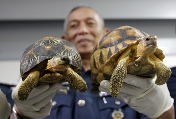 Malasia: Decomisan centenares de tortugas de contrabando de Madagascar hinh anh 1
