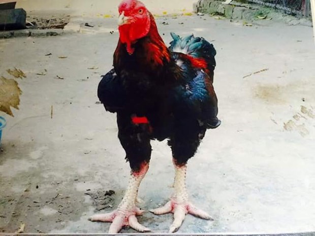 Pollo Ho, la especie mas rara y sagrada del pueblo de Lac Tho hinh anh 1