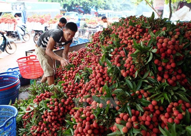 Bac Giang exportara a China 80 por ciento de volumen de lichi dedicado a la venta hinh anh 1