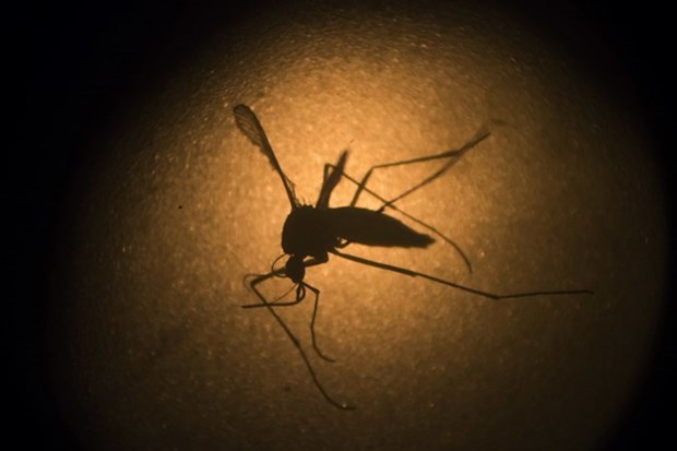 Vietnam redobla acciones contra el dengue hinh anh 1