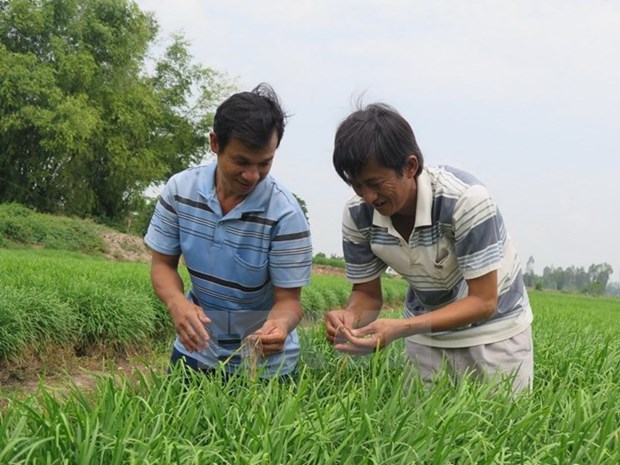 Banco Mundial despliega proyecto de asistencia a Vietnam en desarrollo rural hinh anh 1