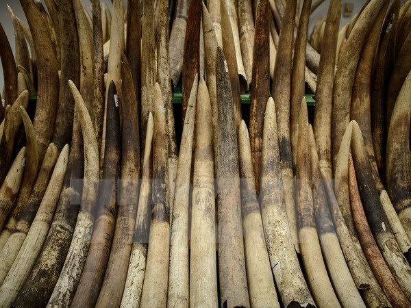 Thanh Hoa incauta mayor carga ilegal de supuestos objetos de marfil de elefante hinh anh 1