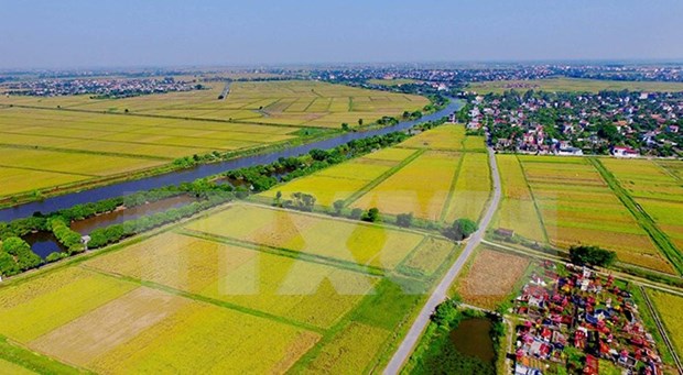 Vietnam se esfuerza para impulsar el desarrollo agricola hinh anh 1