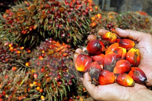 Indonesia registra baja produccion de aceite de palma en junio hinh anh 1