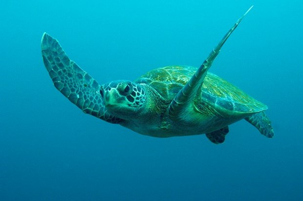 Vietnam: Liberan a tortuga marina en peligro de extincion hinh anh 1