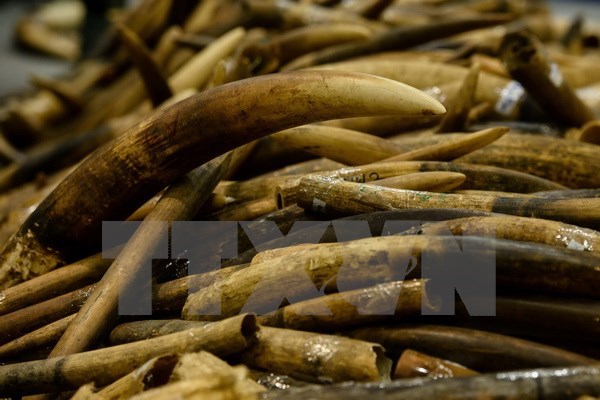 Malasia detecta casos de contrabando de colmillos de elefante y escamas de pangolin hinh anh 1