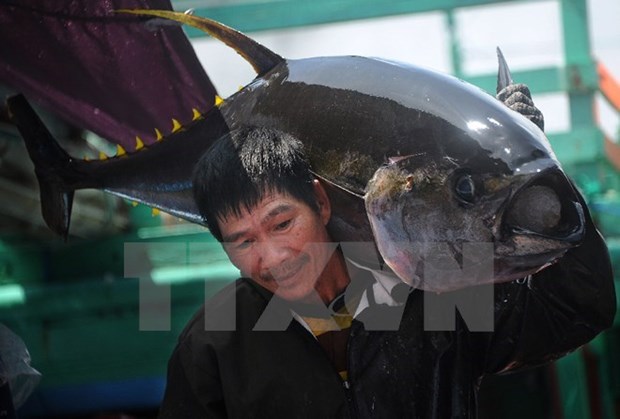 Exportaciones de atun de Vietnam a Mexico crecen 125 por ciento hinh anh 1